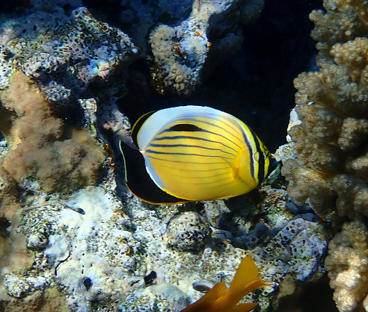 Blacktail Butterfly Fish