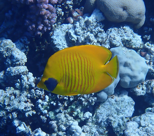Blue-cheeked Butterfly Fish