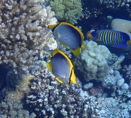 Black-backed butterfly Fish