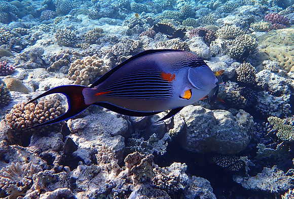 Arabian Surgeonfish