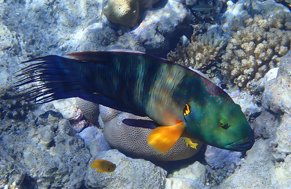 Broomtail Wrasse