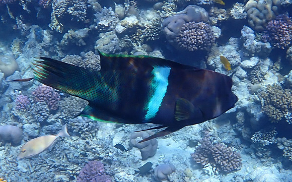 Clown Wrasse