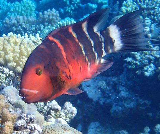 Red-breasted Wrasse