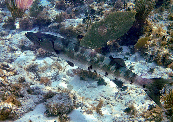 Great Barracuda