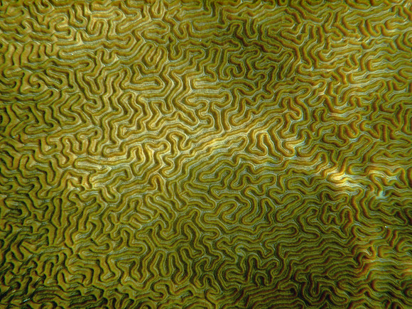Brain Coral