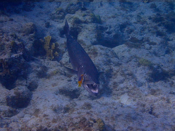 Great Barracuda
