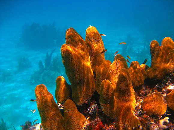 Pillar Coral