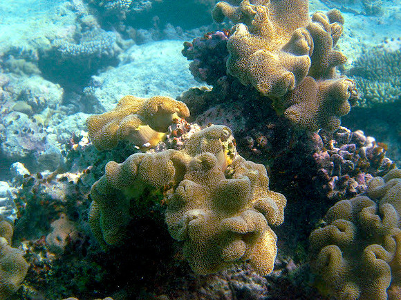 Mushroom Leather Coral